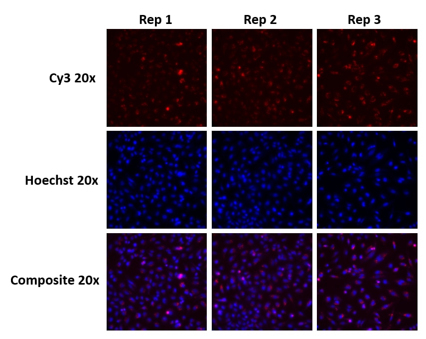Cy3-labeled miRIDIAN microRNA mimic transfection control allows for qualitative evaluation of transfection