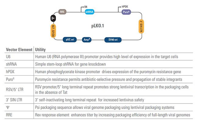 pLKO1 lentiviral vector