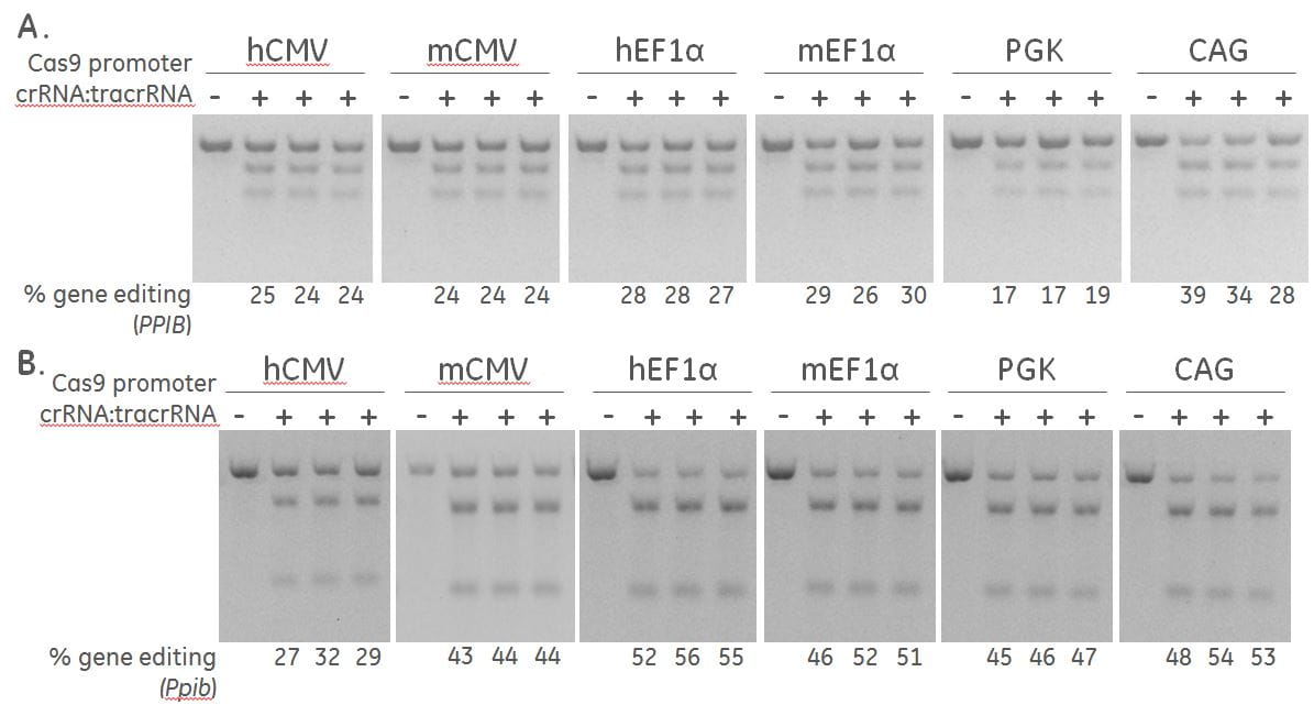 Effective gene editing of PPIB in human and mouse cells