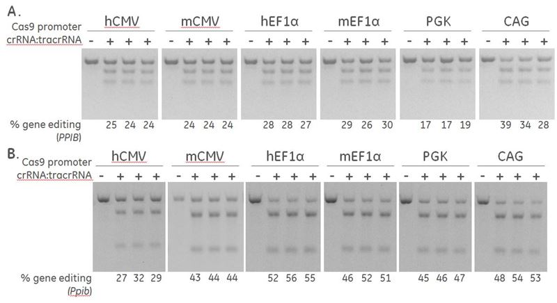 ppib positive controls with promoter selection