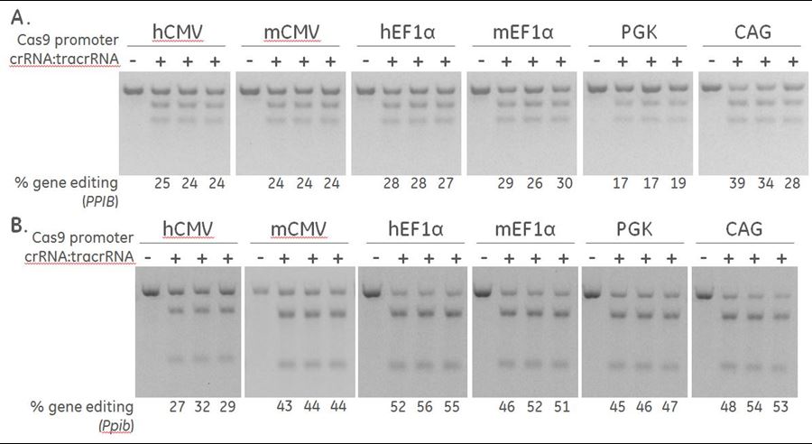 ppib positive controls with promoter selection