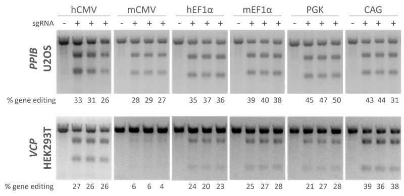 Edit-R lentiviral sgRNA under control of different promoters