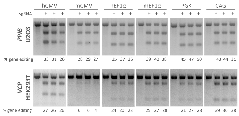 Edit-R lentiviral sgRNA under control of different promoters