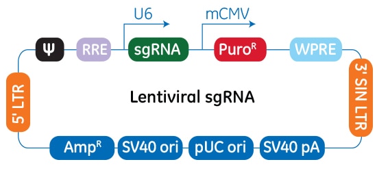 Schematic map of the plasmid vector elements of the Edit-R Lentiviral sgRNA vector