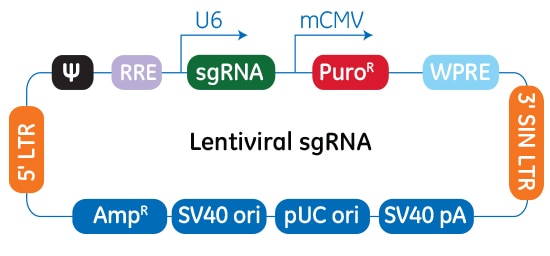 Schematic map of the plasmid vector elements of the Edit-R lentiviral sgRNA vector