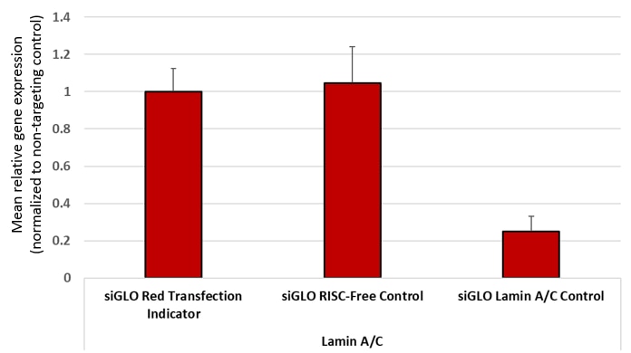 siGLO RISC-free siRNA does not compete with functional Lamin A/C siRNA