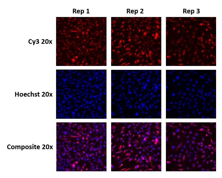 Cytoplasmic fluorescence confirms transfection with siGLO Cyclophilin B control siRNA