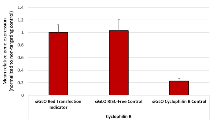siGLO RISC-free siRNA does not compete with functional Cyclophilin B siRNA