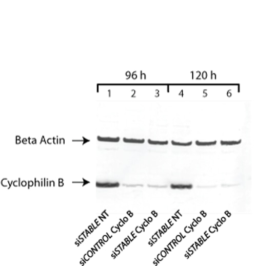 Potent Silencing by siSTABLE Cyclophilin B siRNA