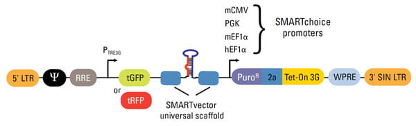 smartchoice inducible vector elements