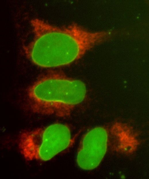 U2OS cell line with EGFP-LMNA and mKate2-SEC61B