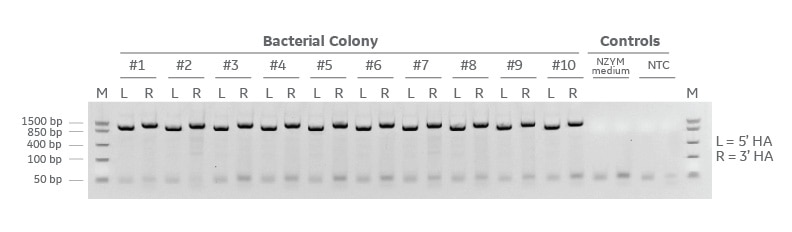 Detection of successful cloning by colony PCR