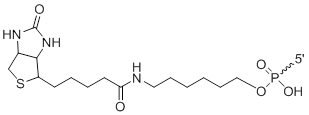 Unit Structure: xNA5'-BiotinMEx