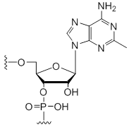 Unit Structure: 2-Methyl-adenosine