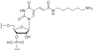 Unit Structure: 5-Aminohexylacrylamino-uridine