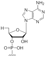 Unit Structure: 5' Terminal 5'-deoxy-ribo-adenosine