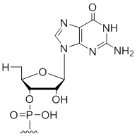 Unit Structure: 5' Terminal 5'-deoxy-ribo-guanosine