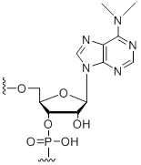 Unit Structure: N6,N6-Dimethyl-adenosine