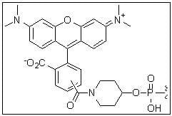 5 TAMRA-hexyl linker