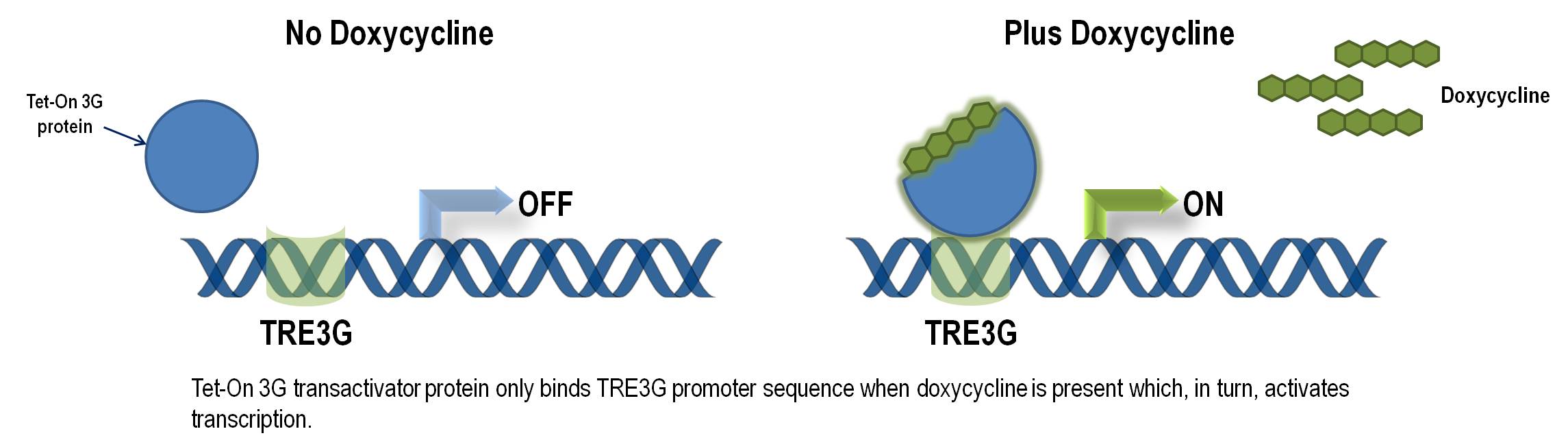 Shmimic Inducible Lentiviral Microrna