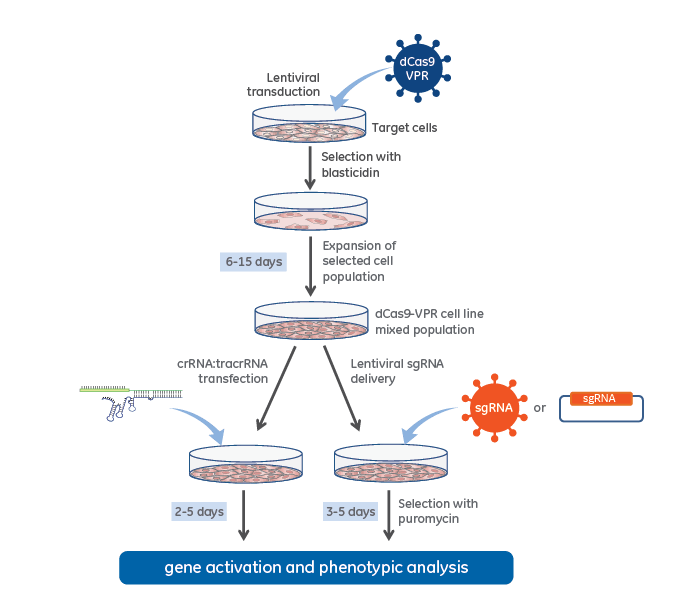 CRISPRa lentiviral sgRNA