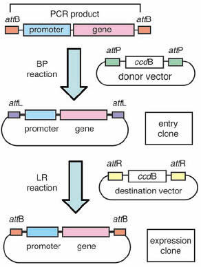 Yeast YFP Fusion Kinase Collection