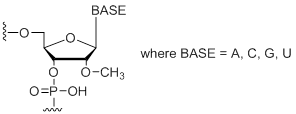 Unit Structure: 2'-OMe RNA Bases (A, C, G, U)