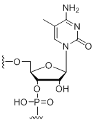 Unit Structure: 5-Methyl-cytidine